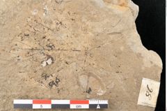 Foto (Detailansicht) von Tilia cordata Miller (NHMW-GEO-2024-0188-15020)